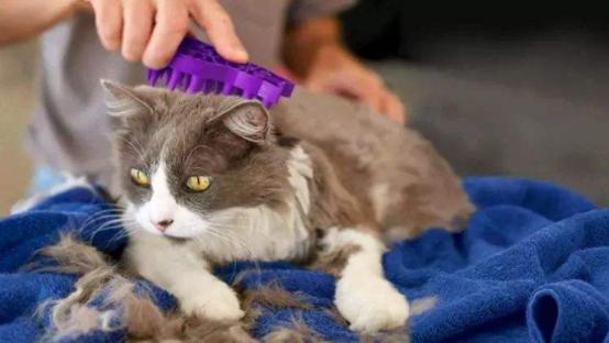 猫咪清凉一夏剃毛视频,夏季猫咪养护方法有哪些