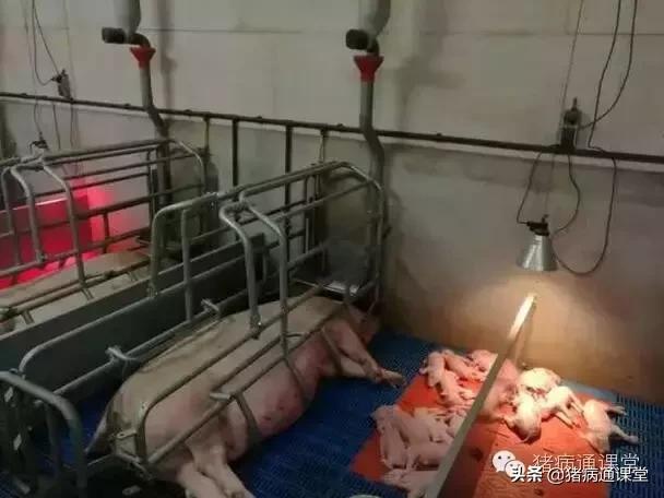 母猪子宫收缩无力的原因及解决措施