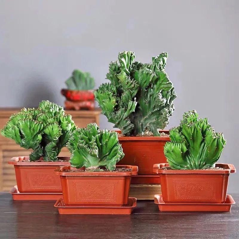 家中必养的五种花,家里养4种花高贵优雅一养就上瘾