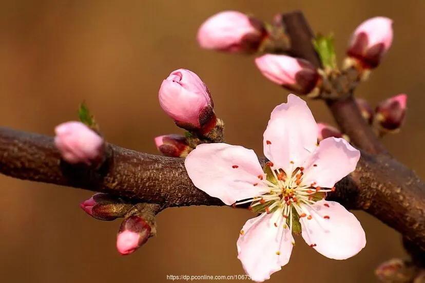 春花鉴赏指南大全,春花哪种最好