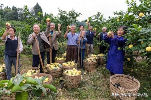 四川安岳黄柠檬现摘皮薄多汁,安岳黄柠檬大果1斤新鲜柠檬现摘