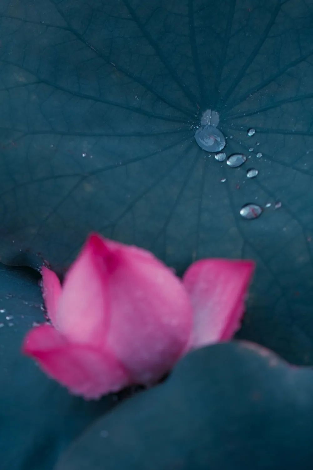 繁华过后一盏清茗也能品出百味,繁华之后静立于世