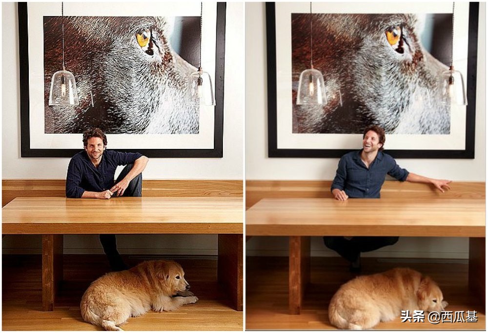 各大明星都养什么狗,公认最好养的十种狗大型犬