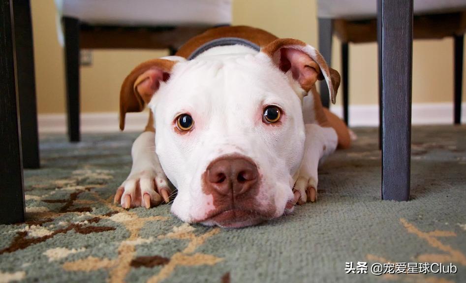 狗狗快乐的步伐,让狗狗开心的方法