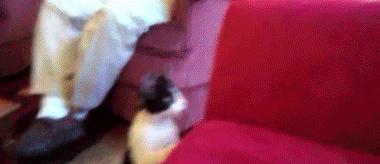 新手养猫指南：想要挑选性格温顺的猫咪，这些关键点一定要看看