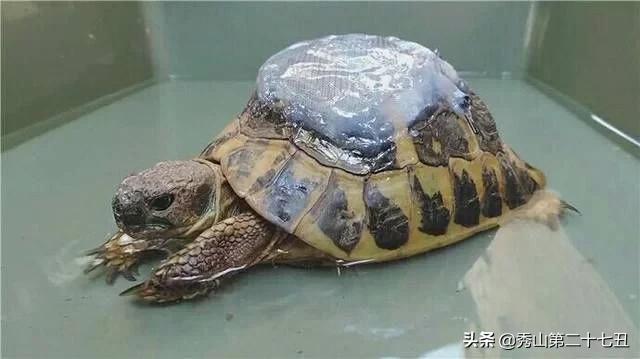 乌龟龟壳破了,乌龟快死如何补救龟壳凹下去