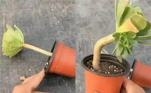 没躲过夏季多肉陡长，学习大神这样做，养成绝美老桩