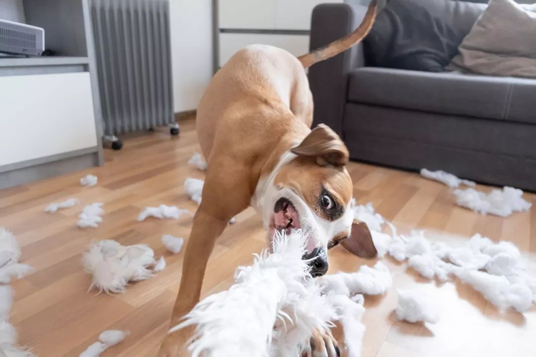 防止幼犬扑人用什么药最好,幼犬金毛特别活跃老是扑人