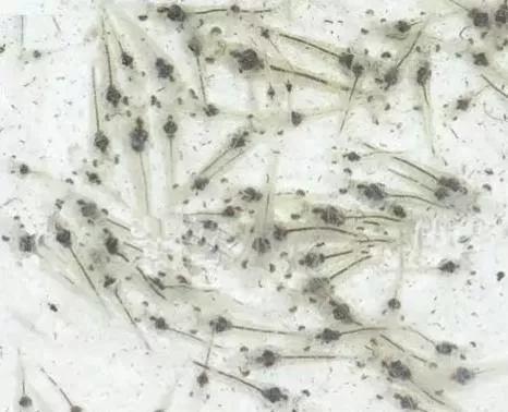 养虾哪些步骤做不足会使水质变差,养虾防病最好方法