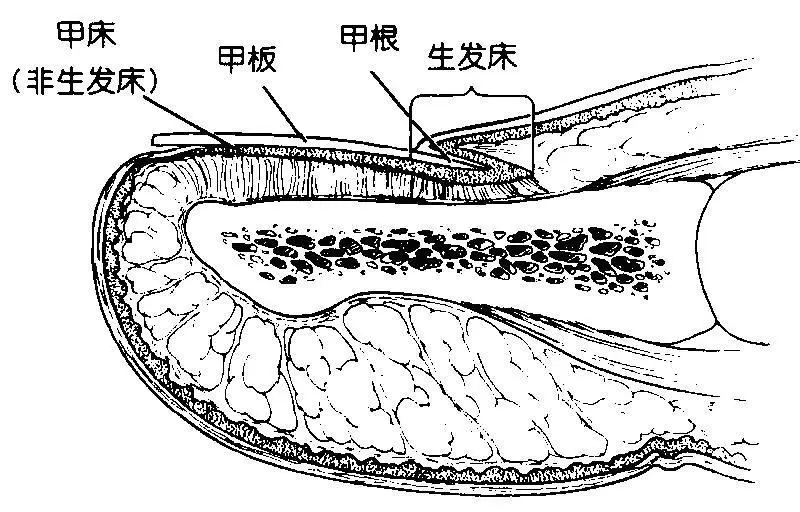 指甲老往肉里长化脓,指甲为什么一直往肉里长