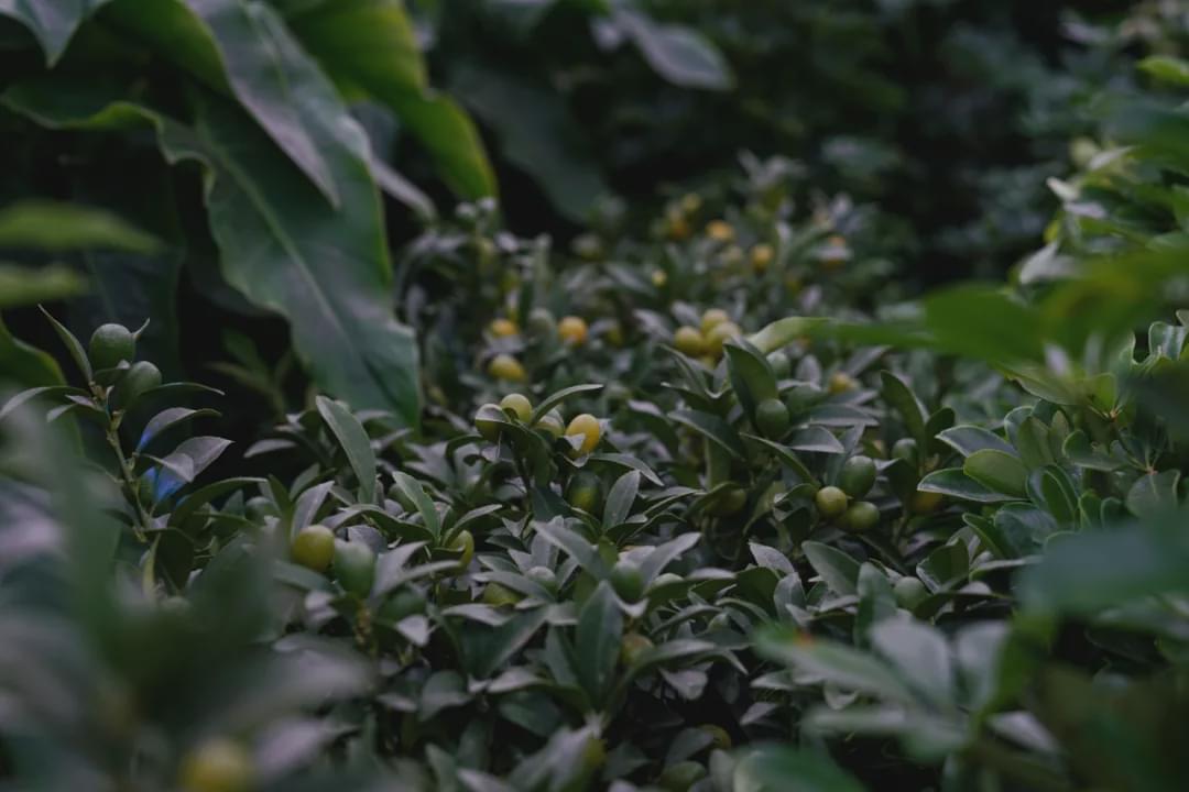乌鲁木齐附近最便宜的花市,乌鲁木齐市花街在哪里