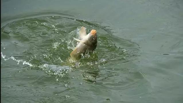 烤骆驼是迪拜的特色美食,运城烤骆驼哪里好吃