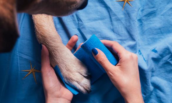 戈赞养宠物视频,罗威纳犬咬伤狗怎么处理