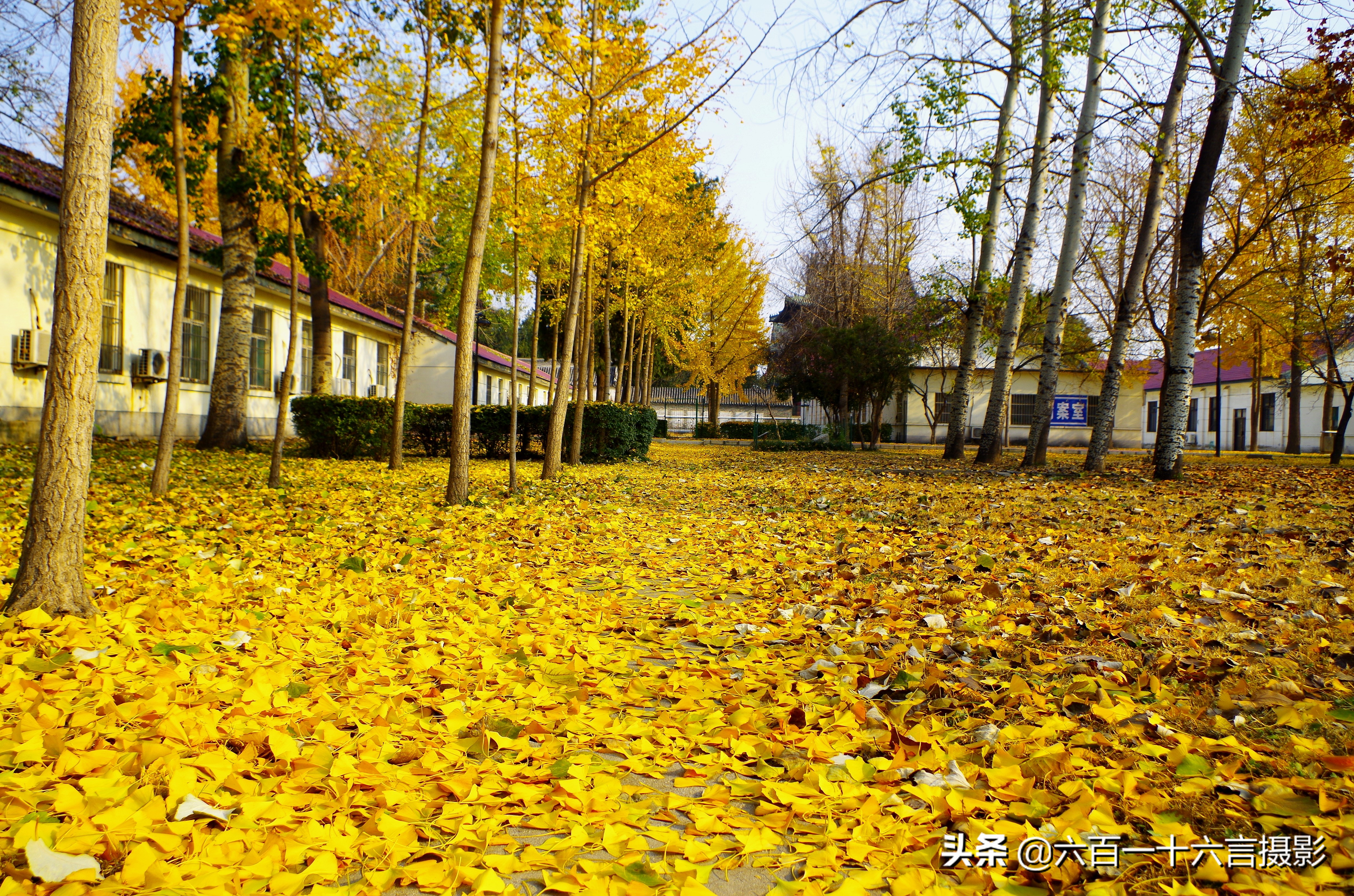 银杏哪里看最美附近,今年最后的银杏树