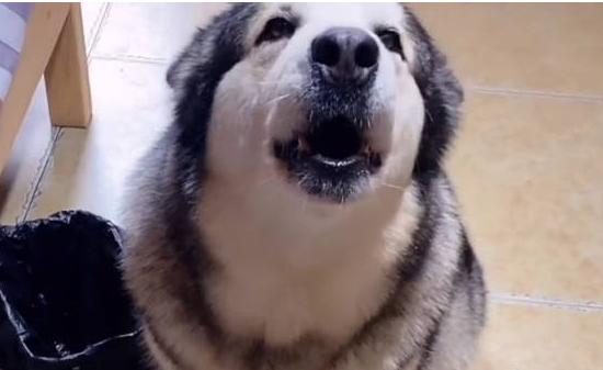 阿拉斯加犬有皮屑怎么办,阿拉斯加犬有棕色吗