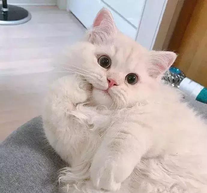 巧虎唱谢谢你,巧虎说谢谢图片