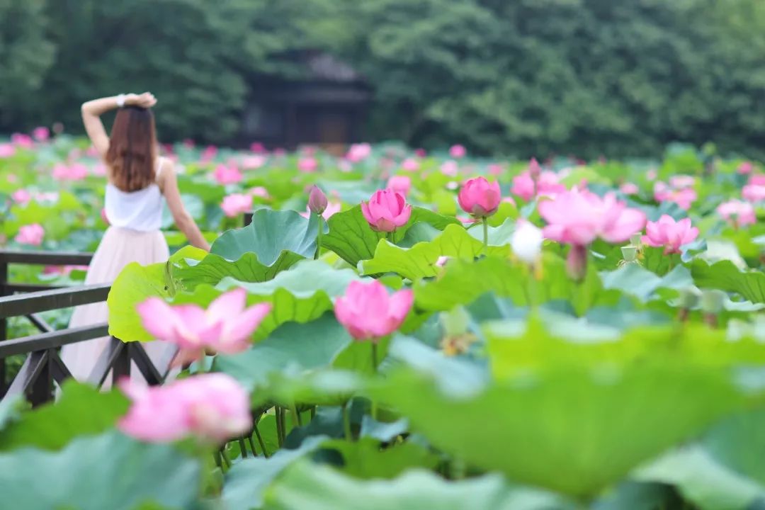 三月赏花一日游上海景点,本月上海赏花一日游最佳去处