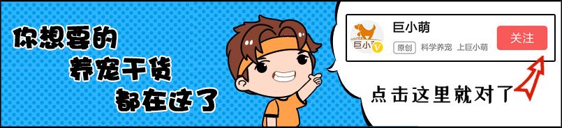 已经遛我38次了!西班牙限行后,主人为了出门把狗都遛瘫了