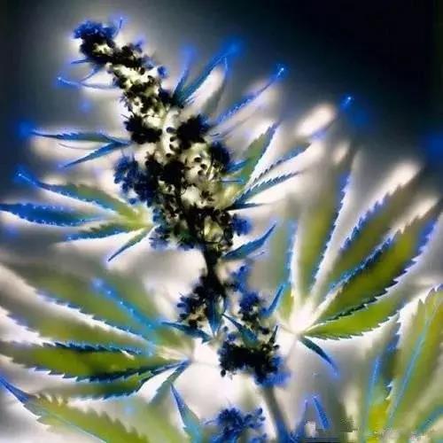 奇花异草图片,奇花异草的赞美句子