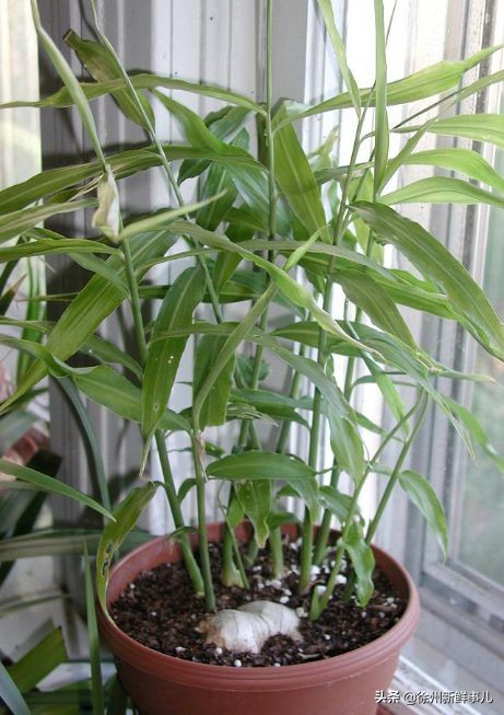 七种水果核别扔,吃完的果核别扔了它们都是宝贝