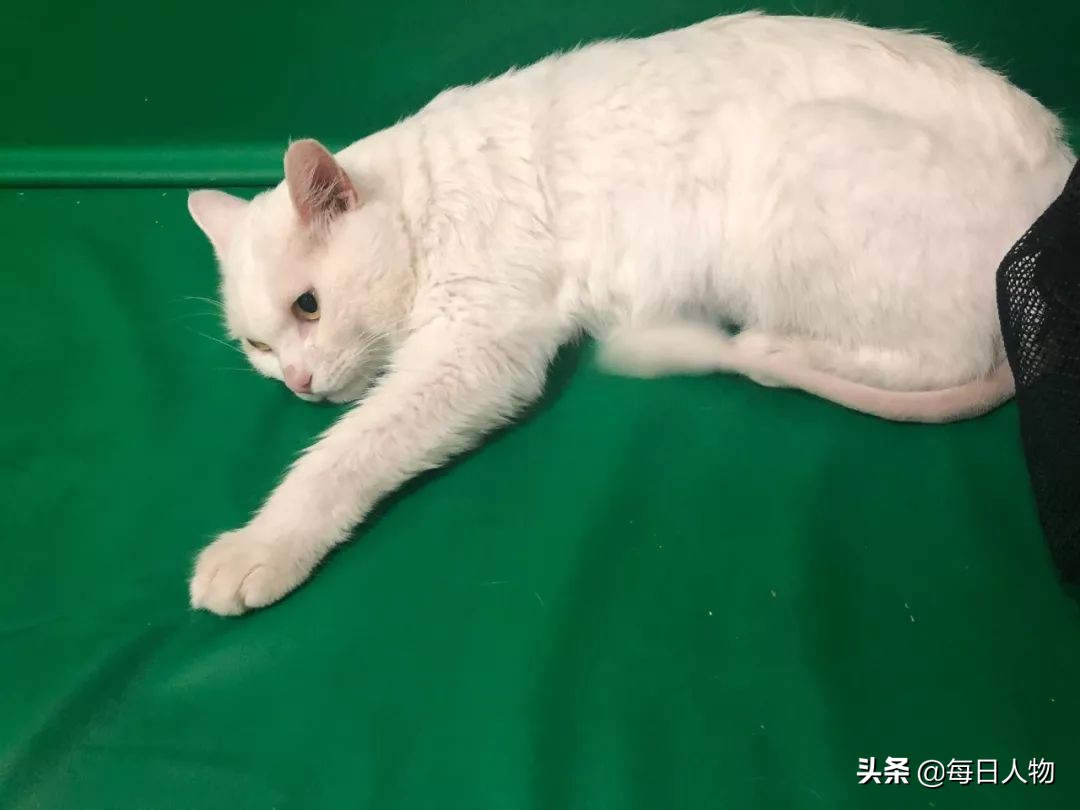 为什么年轻人会养猫,养猫真的能治好癌症吗