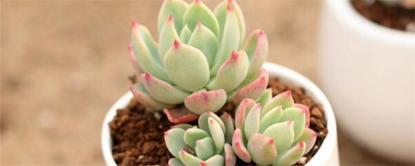 种植多肉的视频,多肉种植小视频