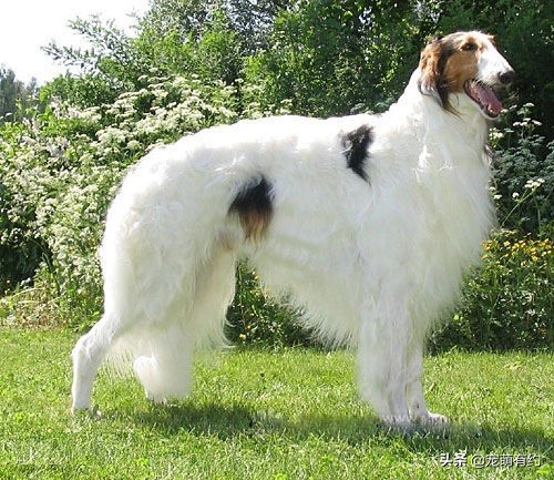 最优秀的几种猎犬,全球公认最聪明的三种犬