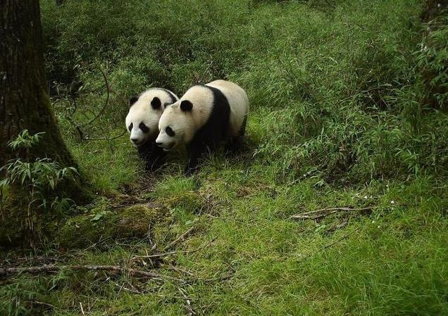四川发现最大的萤火虫,四川的巨型萤火虫