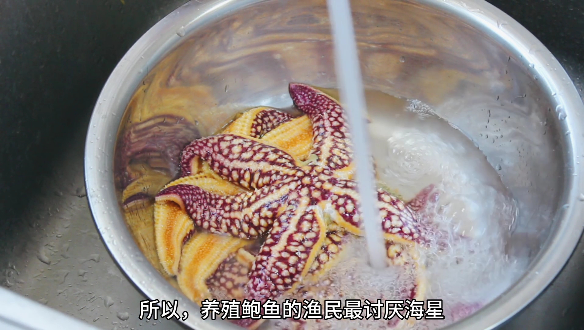 海星可以吃的是什么,海星都可以吃么