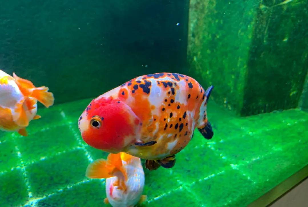 小金鱼肚皮朝上失漂了怎么办,金鱼开始肚皮朝上了怎么抢救