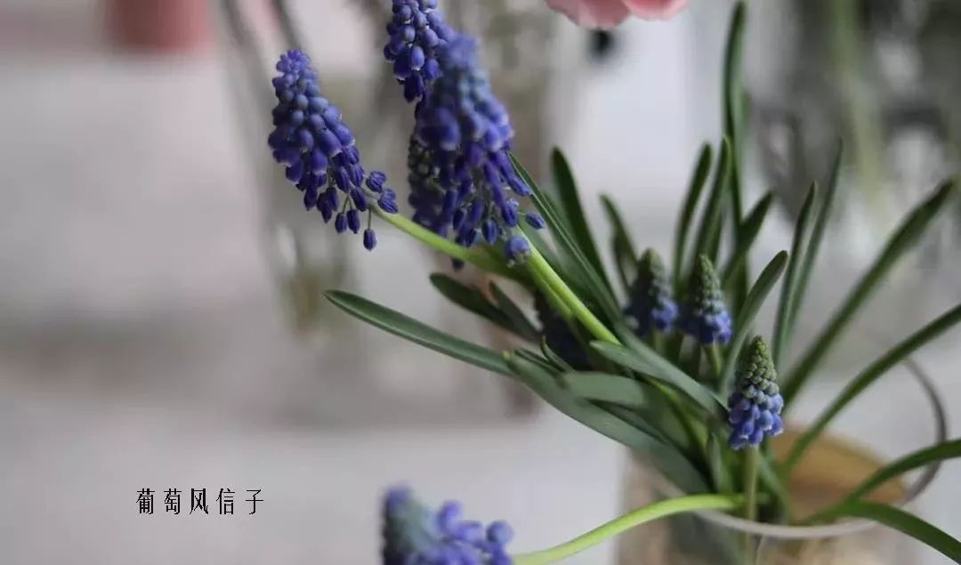 花店里同款的两种不同价格的花材,花店最容易被顾客误解的几种花材