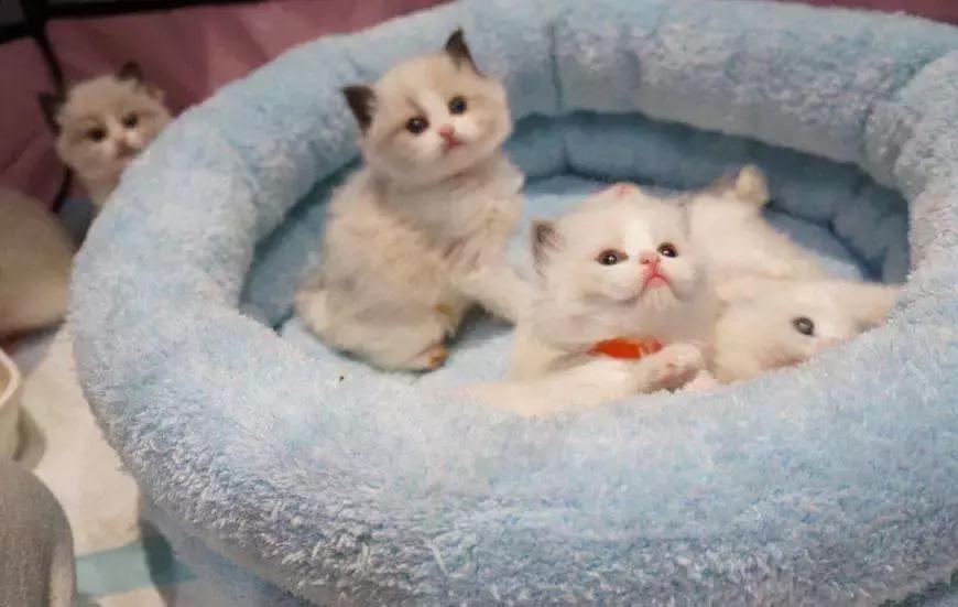 福懋动物医院香港路分院,福懋动物诊所猫咪疫苗