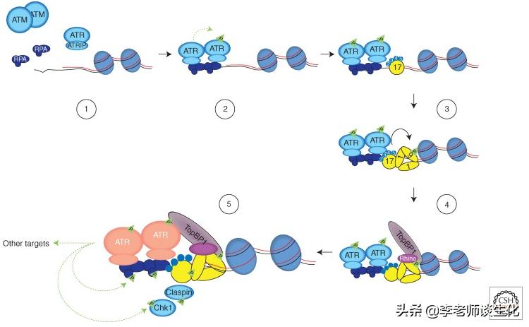 参与损伤dna切除修复的酶,DNA损伤修复机制