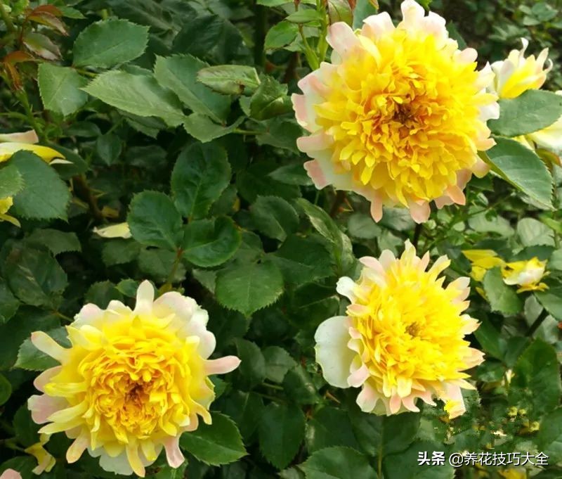 四季开花的月季又香又好养有几种,最漂亮10种盆栽月季