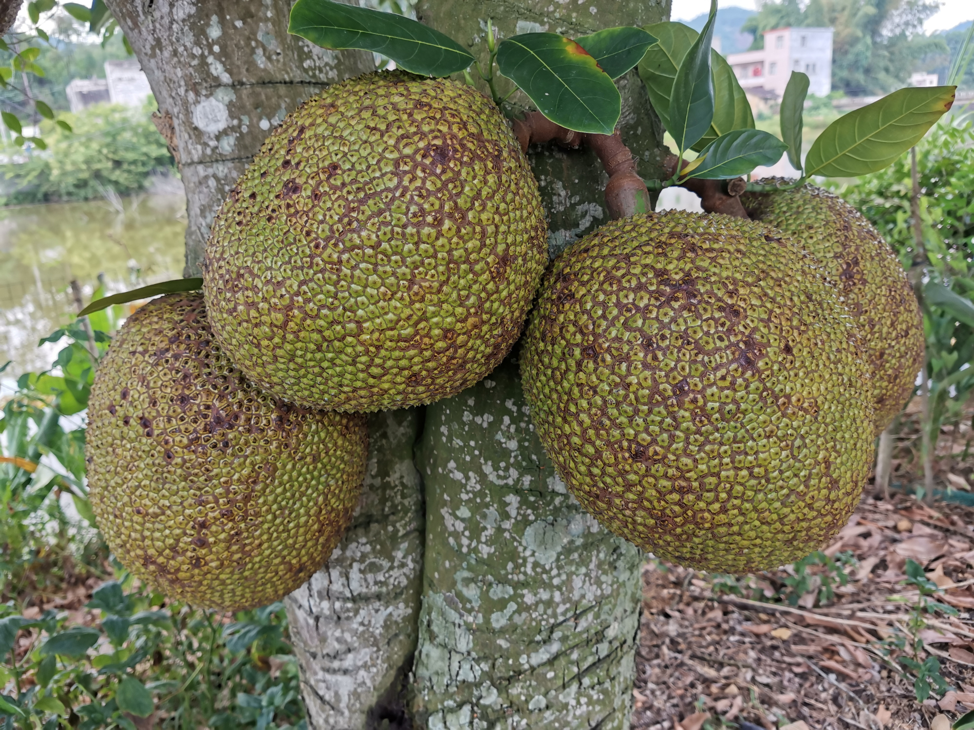 院子里种菠萝蜜树好吗,目前最好的菠萝蜜品种是哪个