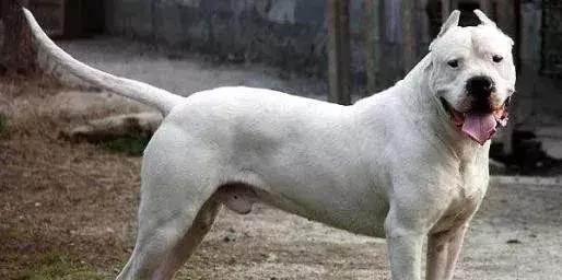 如何养好一只杜高,如何养好一只杜高犬