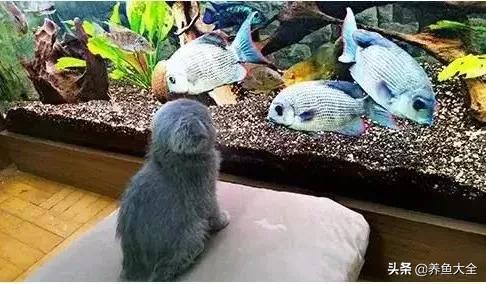 观赏鱼生病的症状及治疗方法,观赏鱼生病了可以用呋喃西林吗