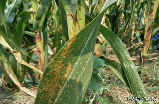 玉米锈病发病初期症状,玉米锈病防治方法有哪些
