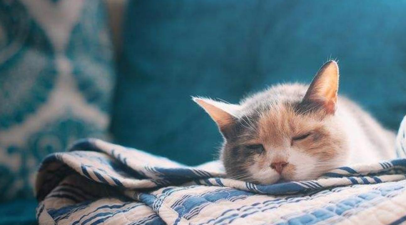 养宠小知识宠物猫咪掉毛怎么办,养宠小知识猫咪得了猫癣症状