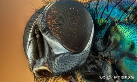 浜旂鐫＄湢灏戠殑鍔ㄧ墿,鍝簺鍔ㄧ墿鐫＄湢涓嶈冻浼氭