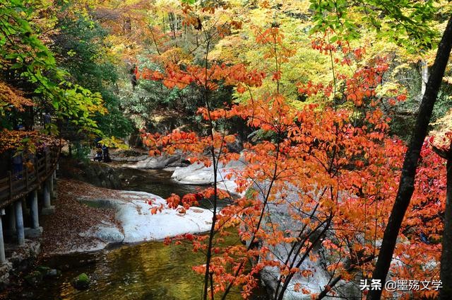 玉树琼花迎新春,玉树琼花