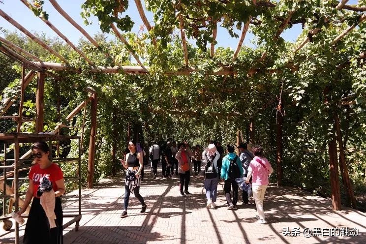 吐鲁番冬天哪里最热,天气太热了新疆吐鲁番