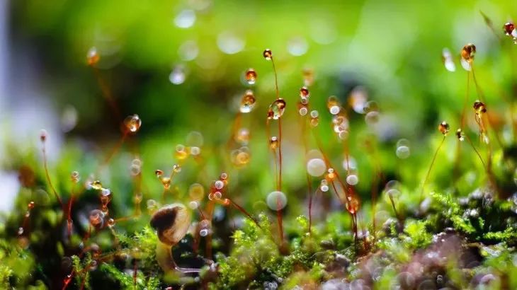 70-200f4能拍啥,70200套件安装视频