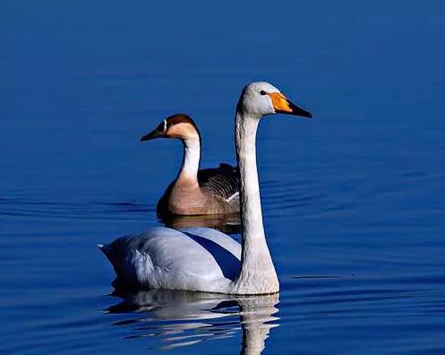 大雁属于杂食性的水禽,大雁最大品种