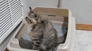 猫乱尿怎么办视频最火,猫乱尿怎么办有什么办法