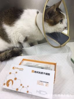 养宠小知识猫慢性肾衰竭治疗方法,猫咪肾衰竭救活大概多少钱