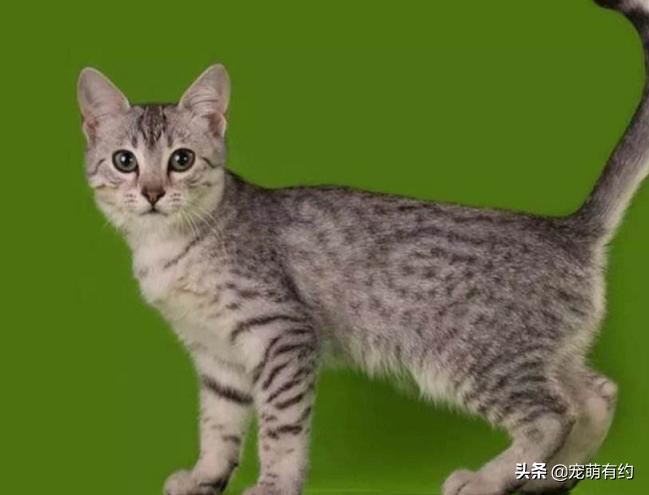 埃及猫的速度与激情，一定会让你迷恋