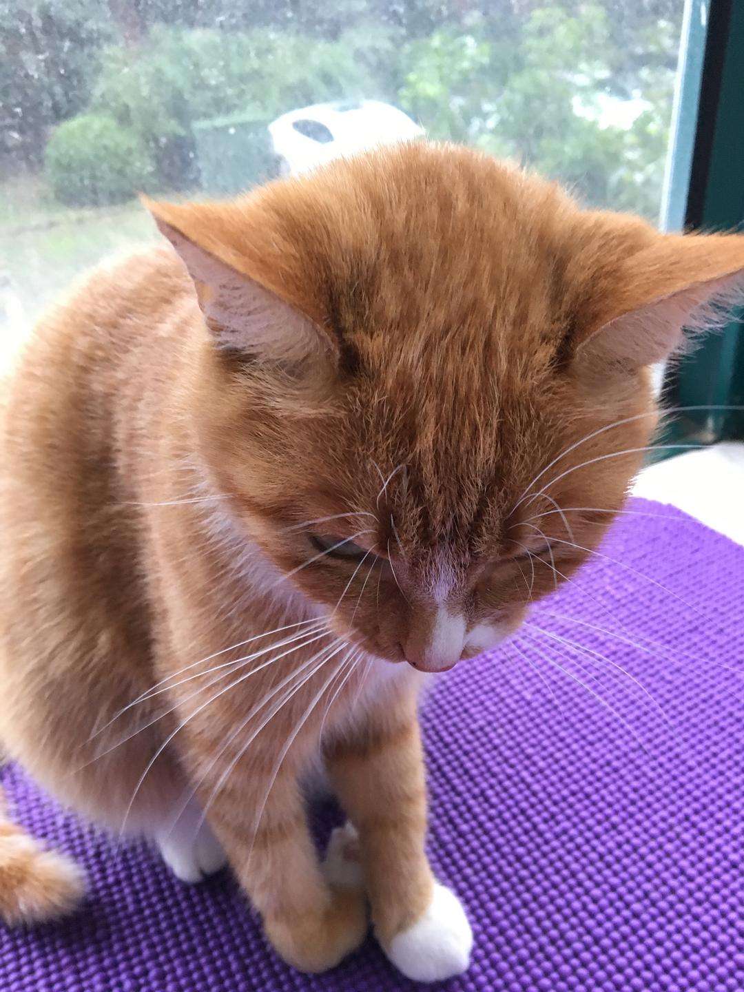 猫咪四肢有点瘸,猫咪四肢突然发直然后软