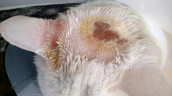 轻微猫癣猫怎么治疗,猫眼睛猫癣怎么治疗