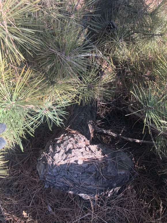 精品黑松盆景大全,精品黑松盆景欣赏